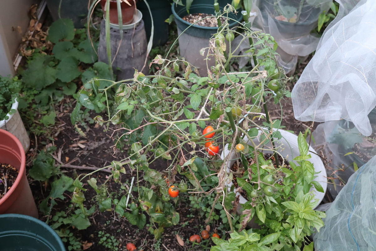f:id:tomato_1:20201230182630j:plain
