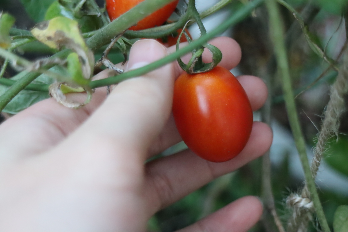 f:id:tomato_1:20201230182825j:plain