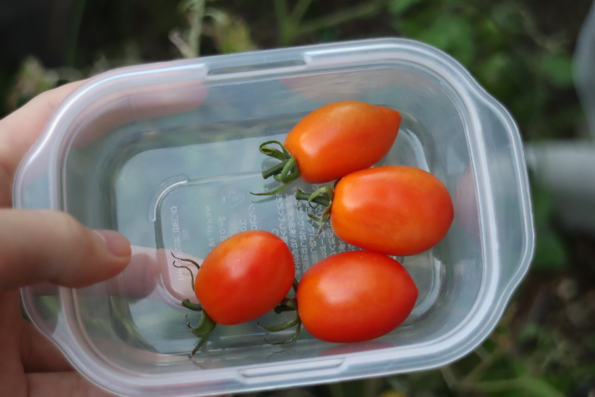 f:id:tomato_1:20201230182840j:plain