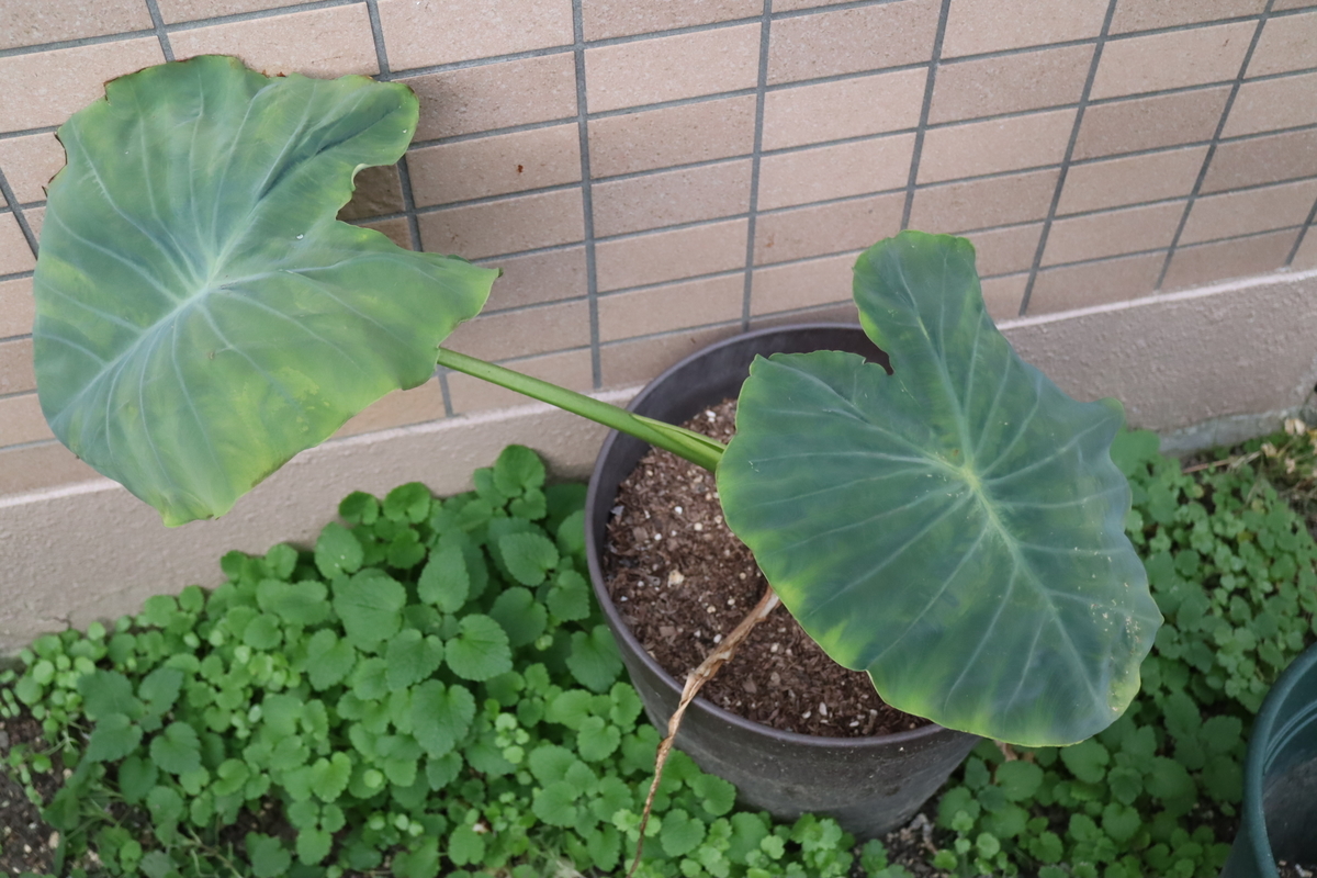 f:id:tomato_1:20201230184516j:plain