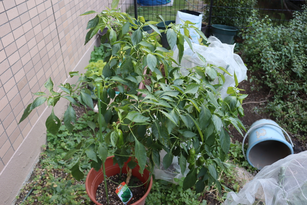 f:id:tomato_1:20201230185059j:plain