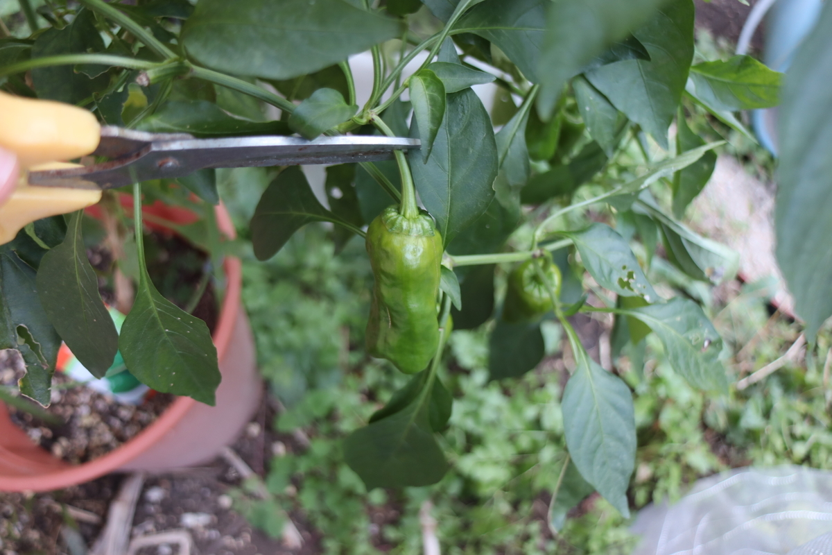 f:id:tomato_1:20201230185127j:plain