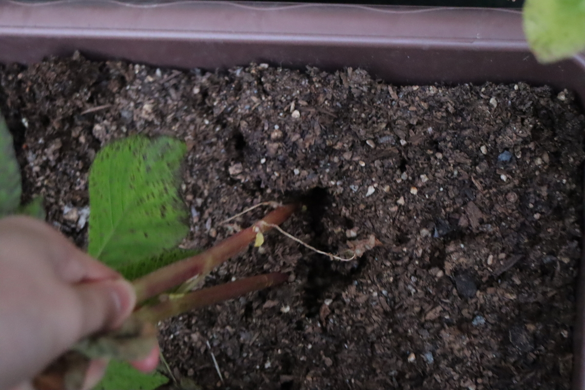 f:id:tomato_1:20201230190125j:plain