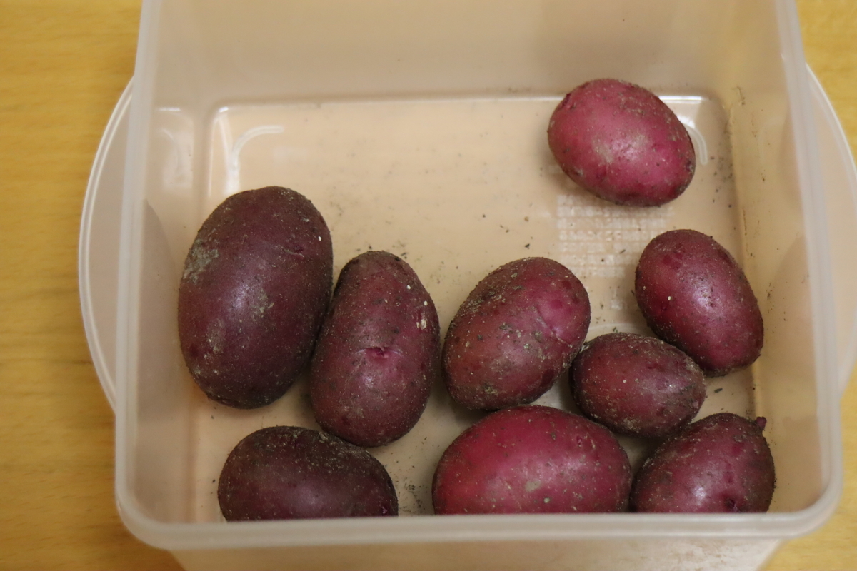 f:id:tomato_1:20201230190225j:plain