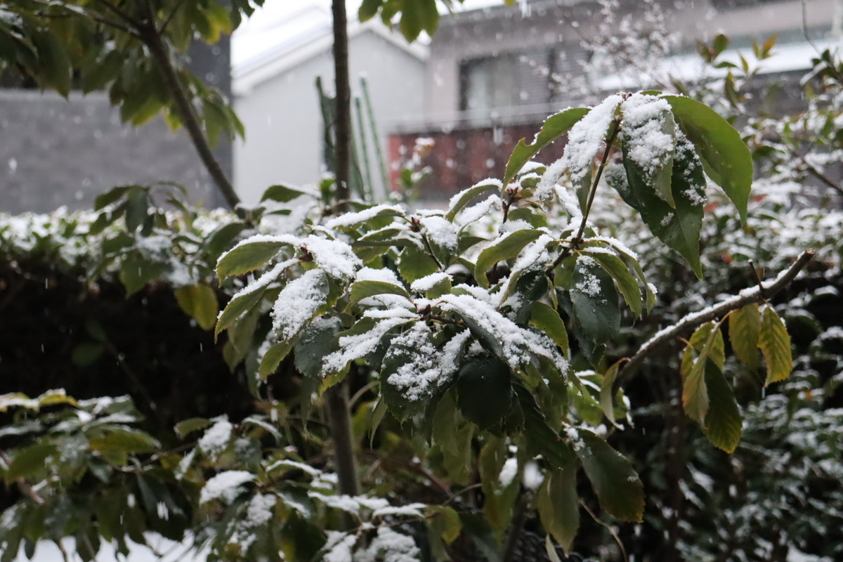f:id:tomato_1:20210113033858j:plain