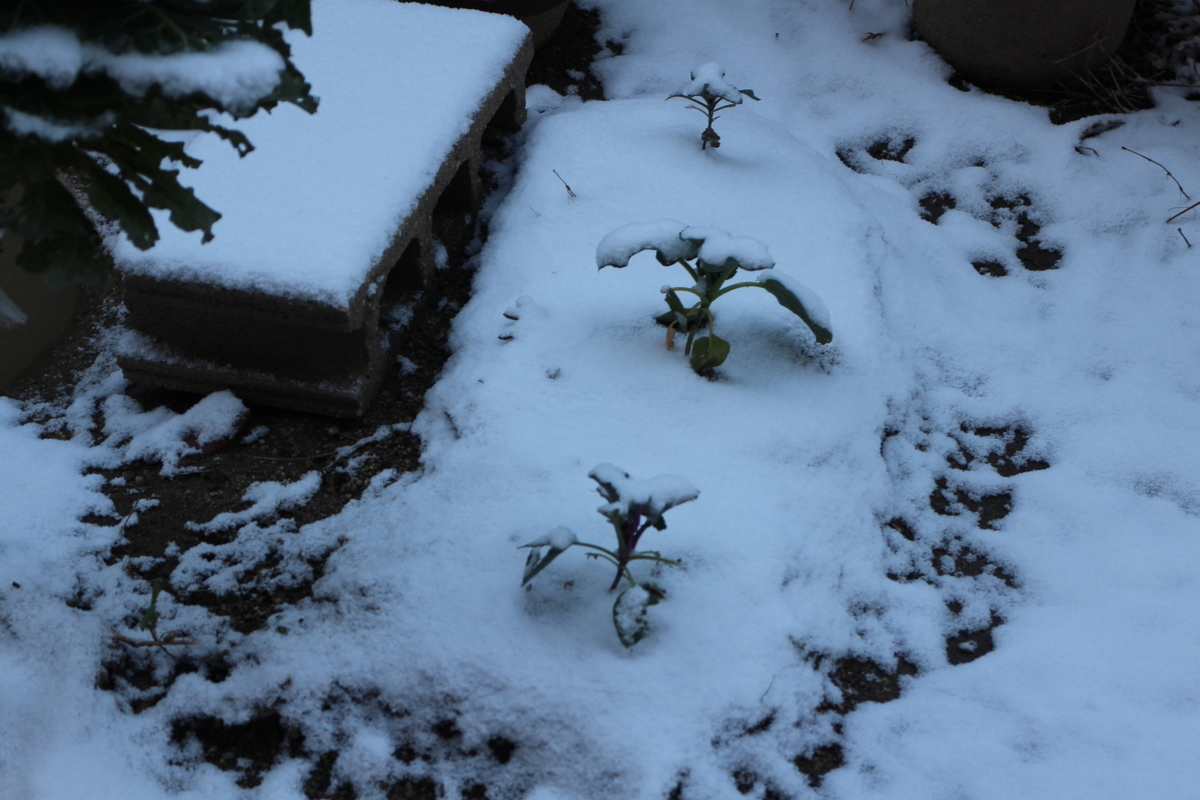 f:id:tomato_1:20210113035552j:plain