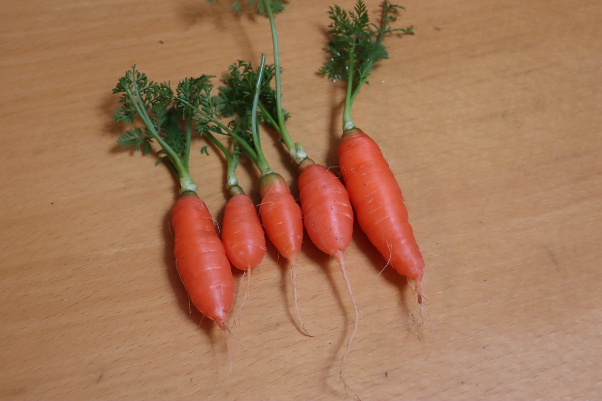 f:id:tomato_1:20210126041428j:plain