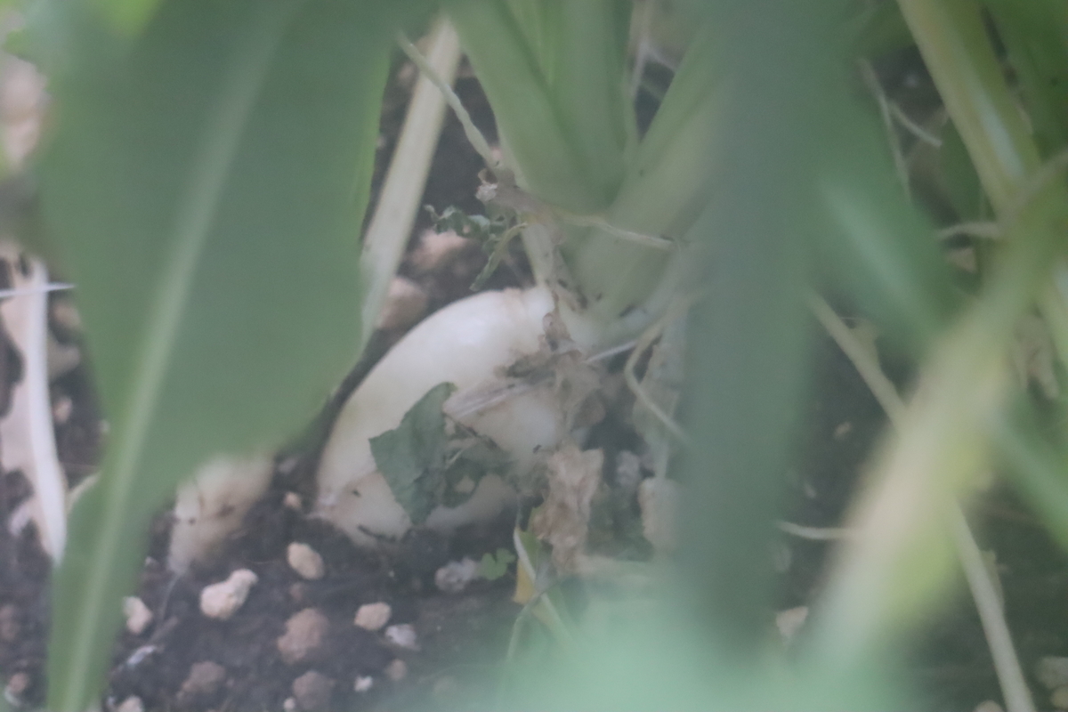 f:id:tomato_1:20210211040201j:plain
