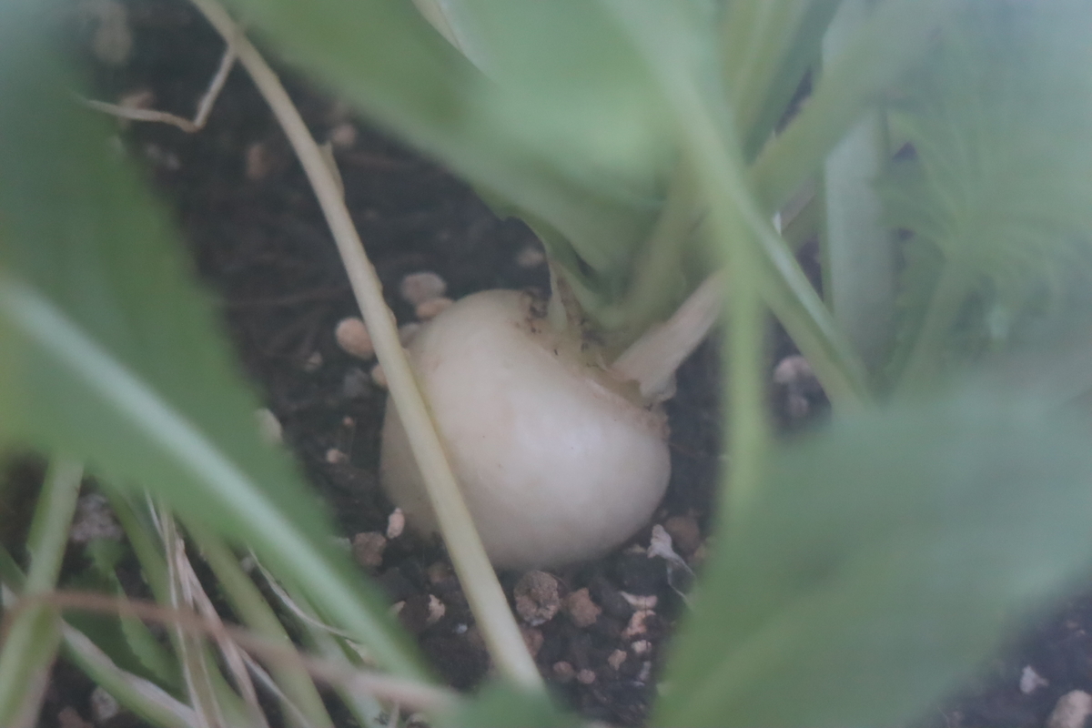 f:id:tomato_1:20210211040214j:plain
