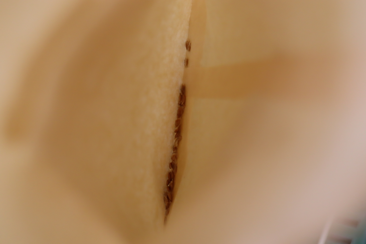 f:id:tomato_1:20210301035622j:plain