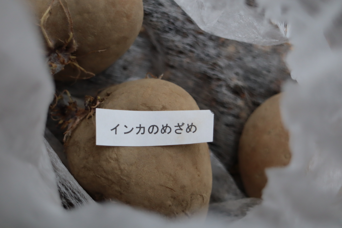 f:id:tomato_1:20210303033631j:plain