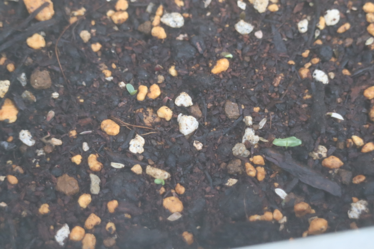 f:id:tomato_1:20210319040010j:plain