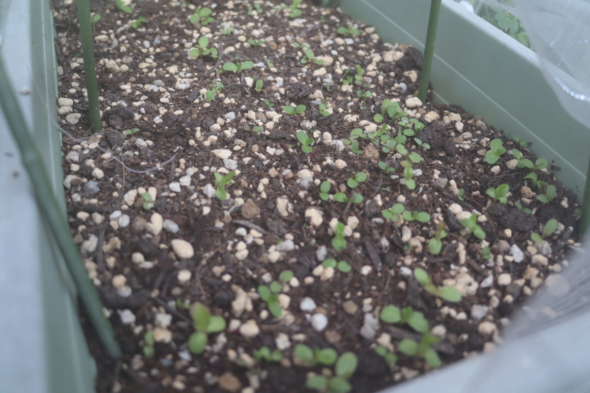 f:id:tomato_1:20210401213311j:plain