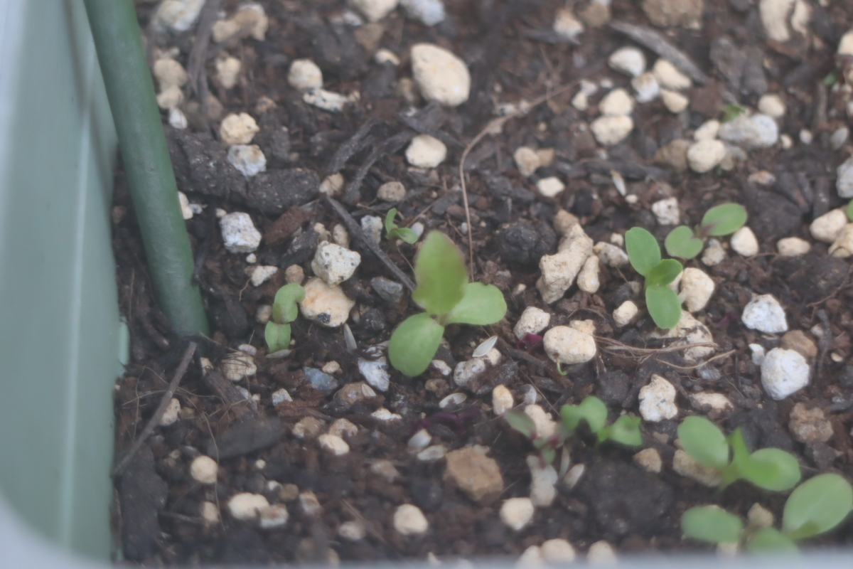 f:id:tomato_1:20210401213326j:plain
