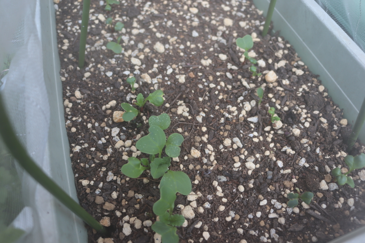 f:id:tomato_1:20210401213420j:plain