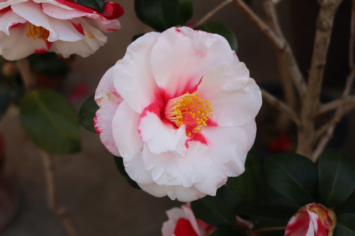 f:id:tomato_1:20210402045941j:plain