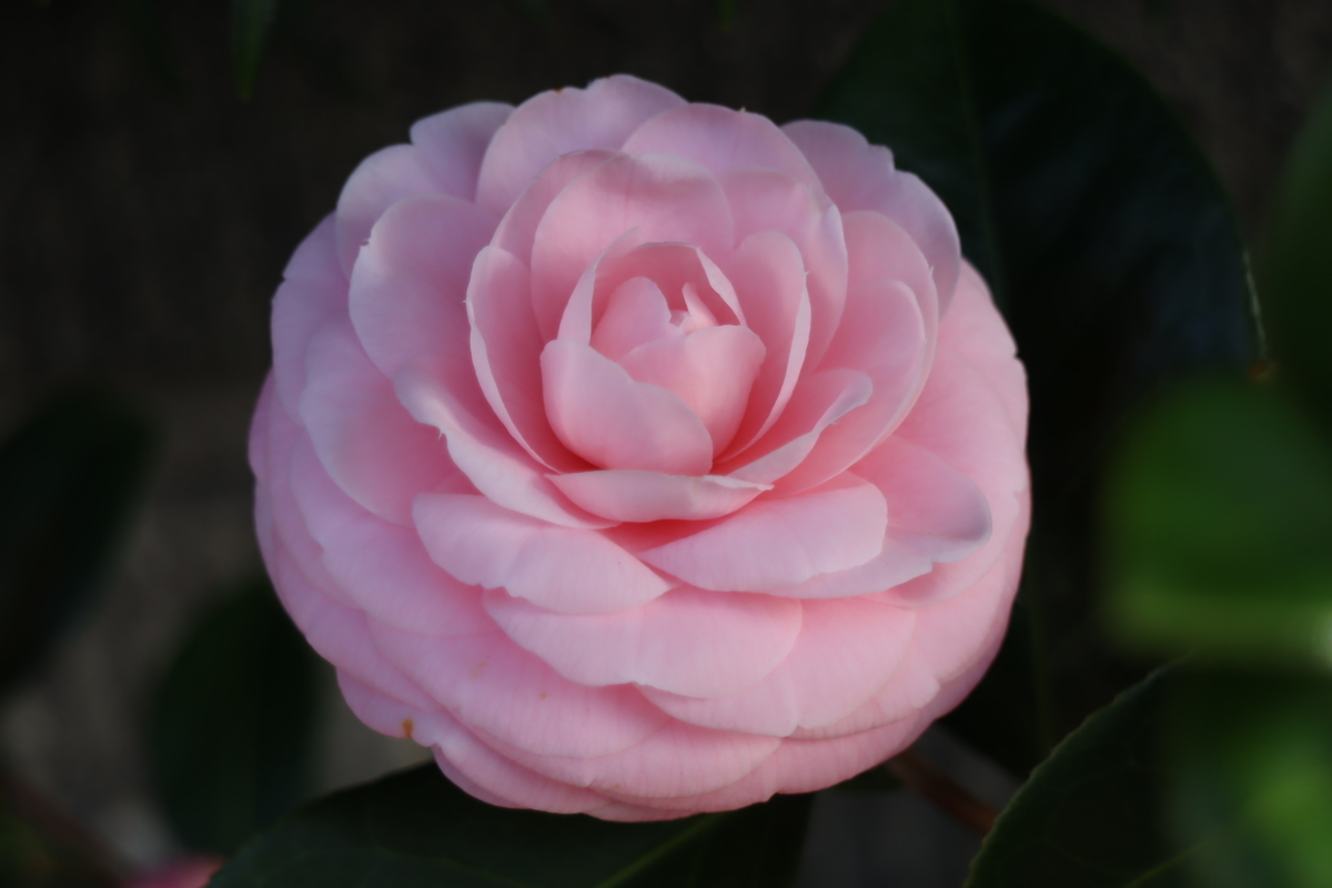 f:id:tomato_1:20210402050044j:plain