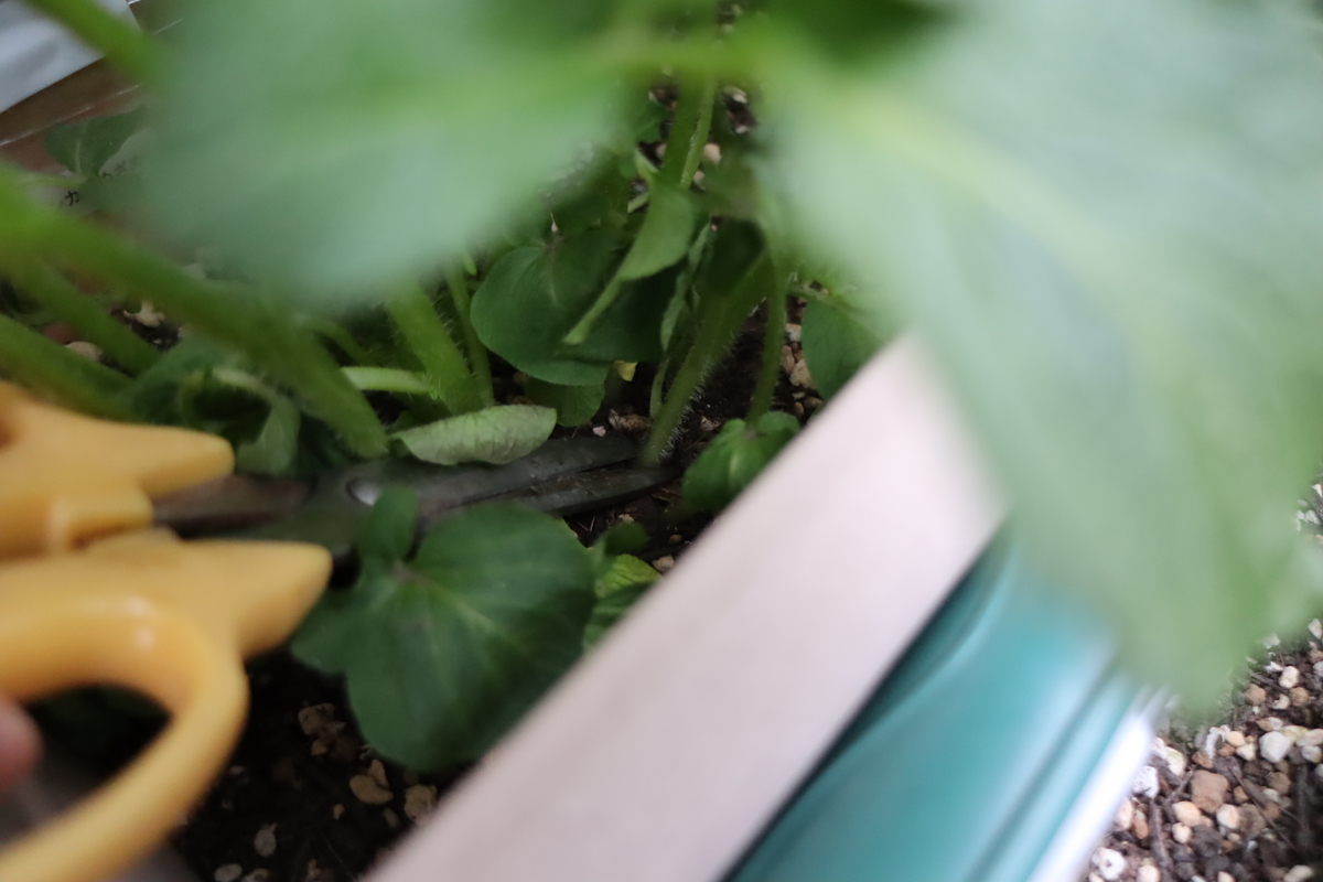f:id:tomato_1:20210404014946j:plain
