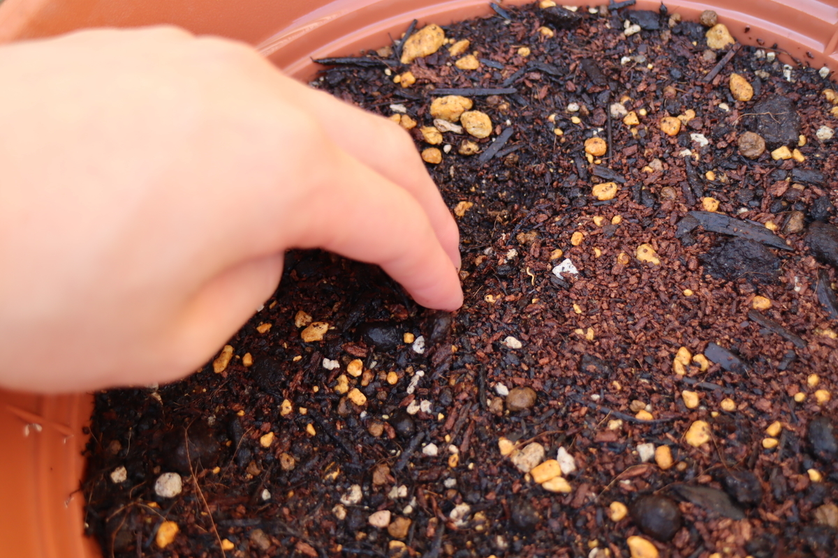 f:id:tomato_1:20210412033304j:plain