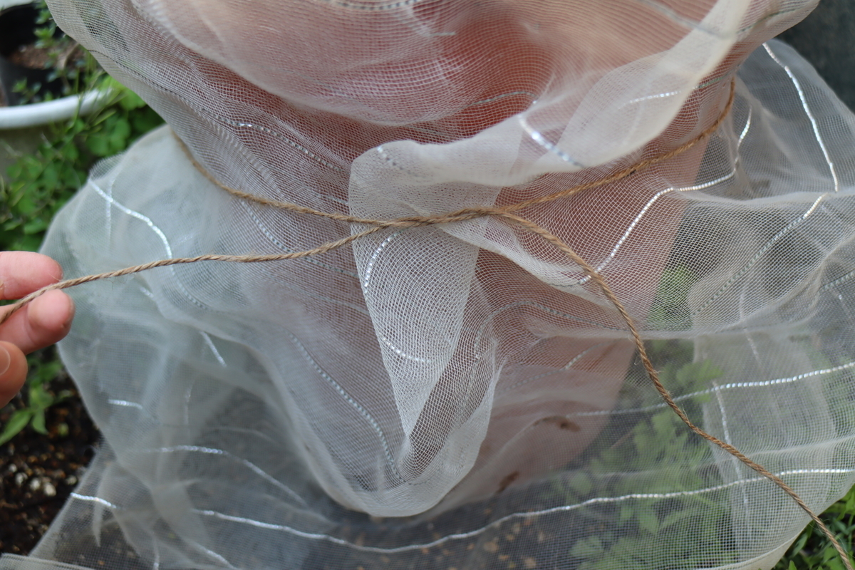 f:id:tomato_1:20210412033558j:plain