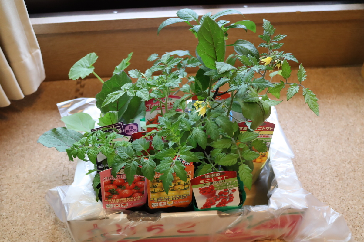 f:id:tomato_1:20210418001009j:plain
