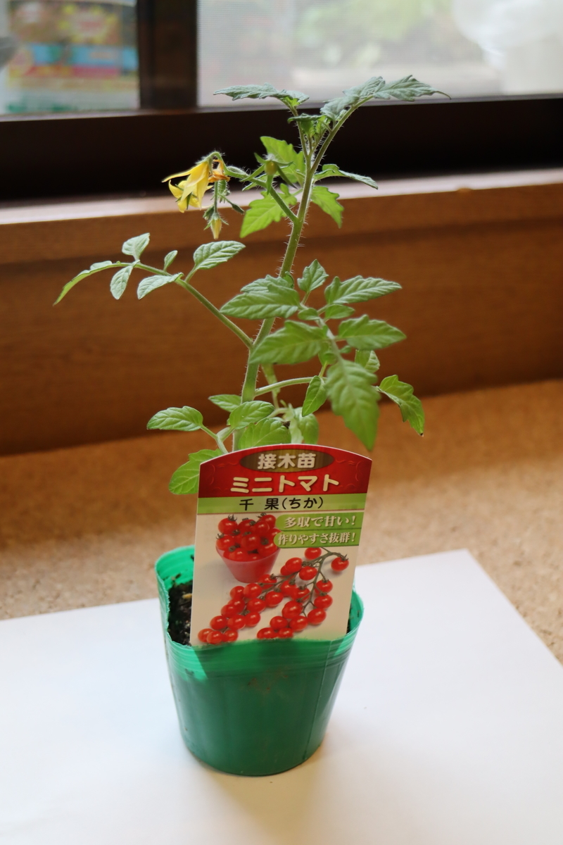 f:id:tomato_1:20210418001252j:plain