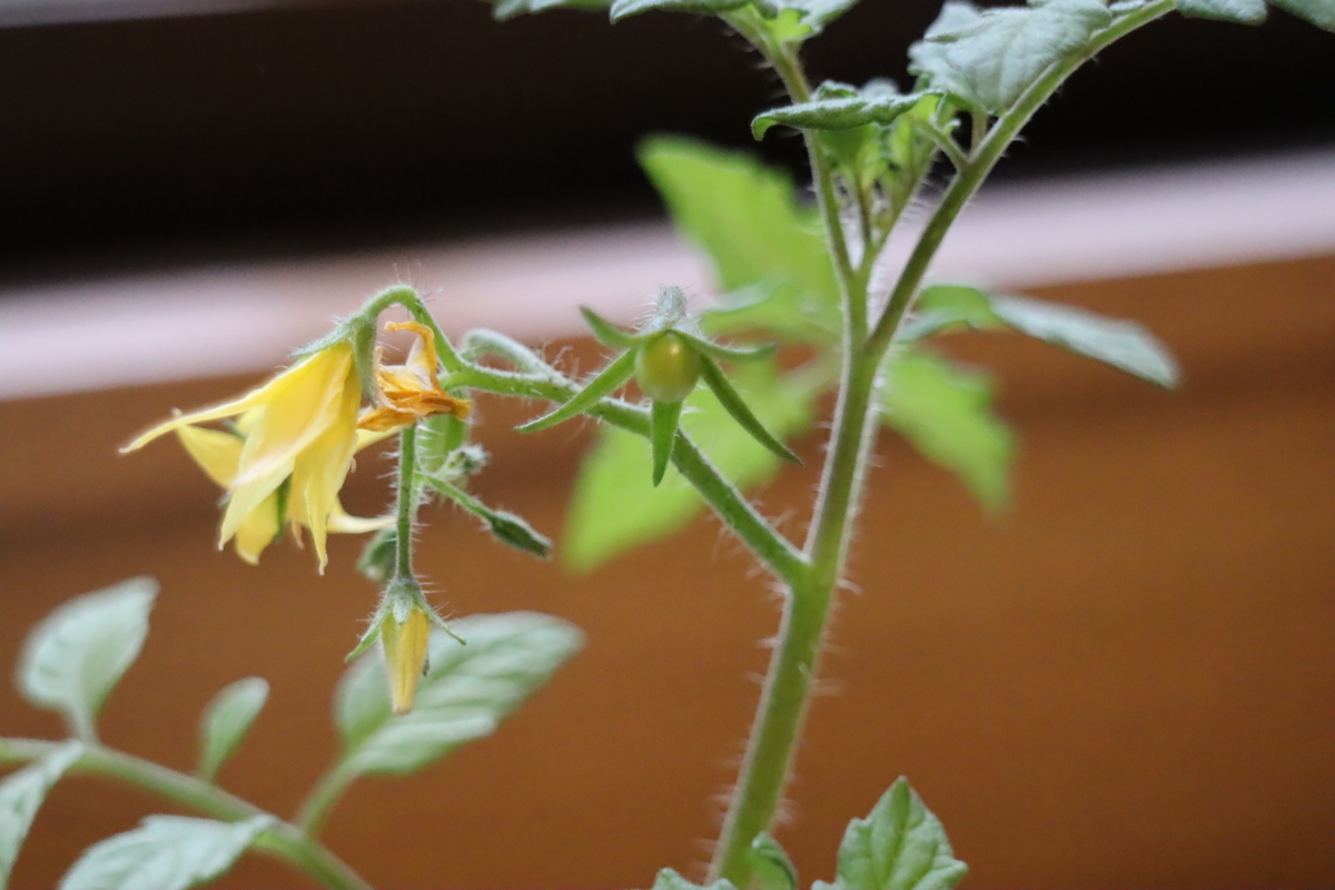 f:id:tomato_1:20210418001955j:plain