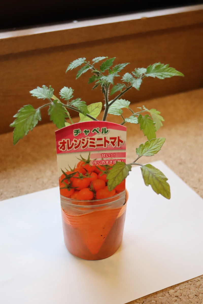 f:id:tomato_1:20210418002152j:plain