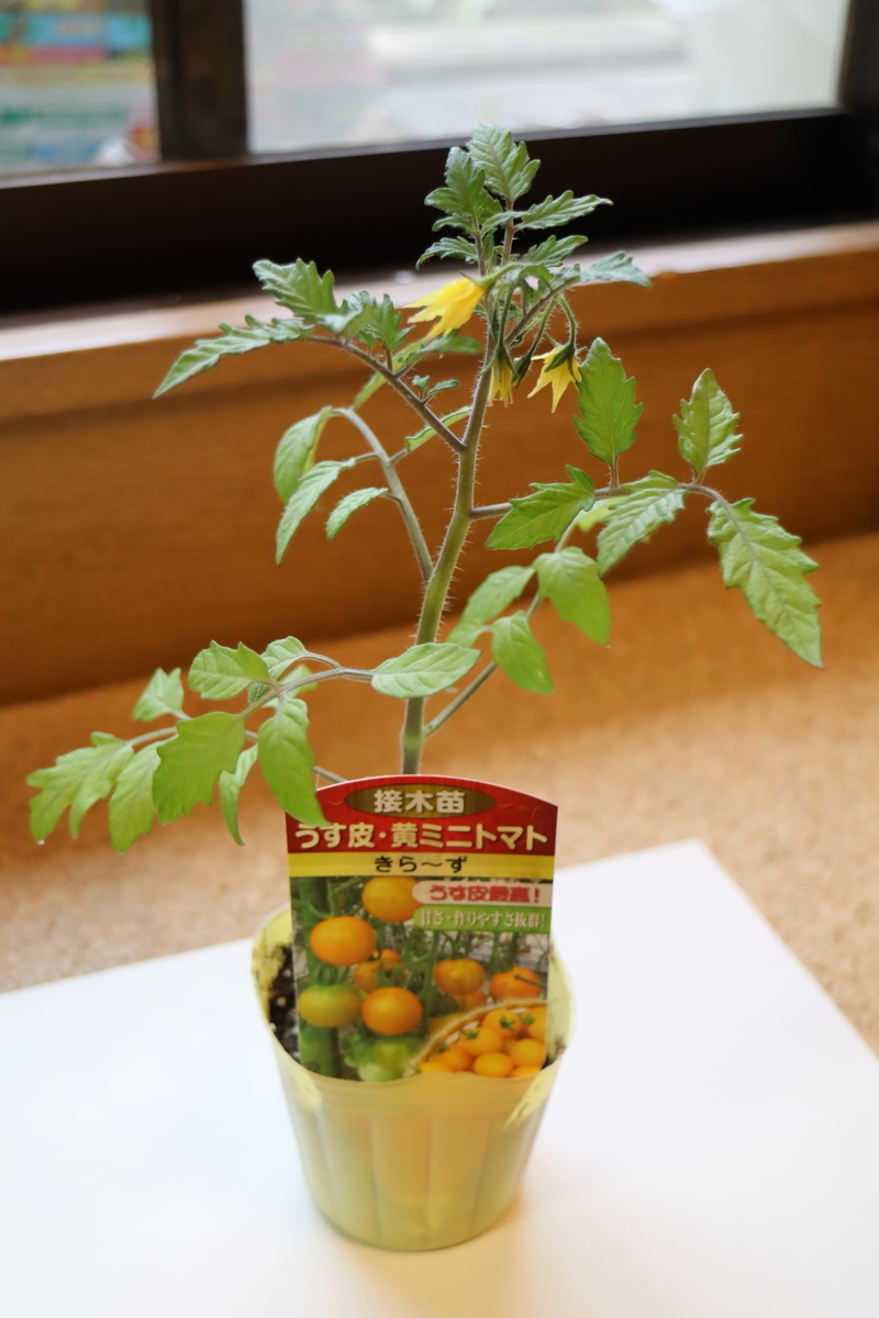f:id:tomato_1:20210418003916j:plain