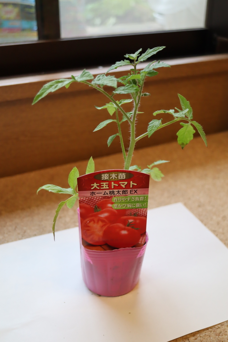 f:id:tomato_1:20210418003959j:plain