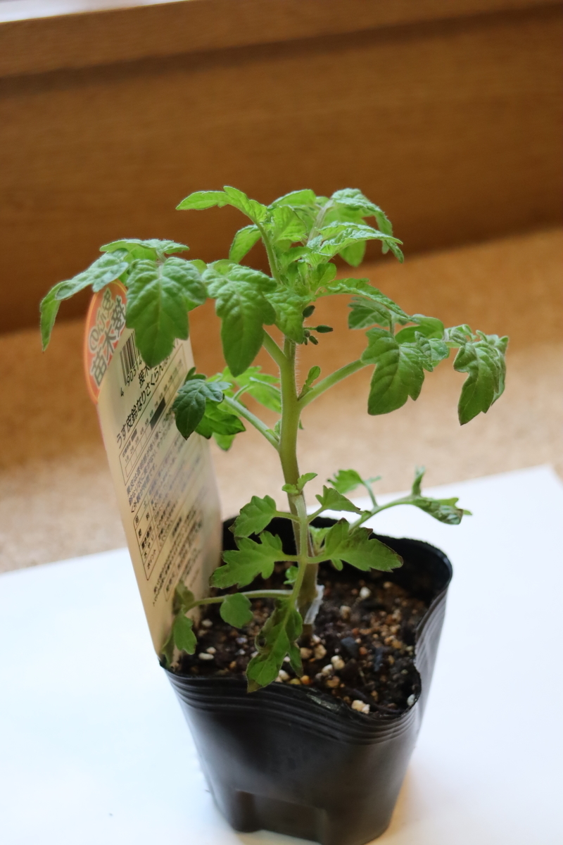 f:id:tomato_1:20210418004139j:plain