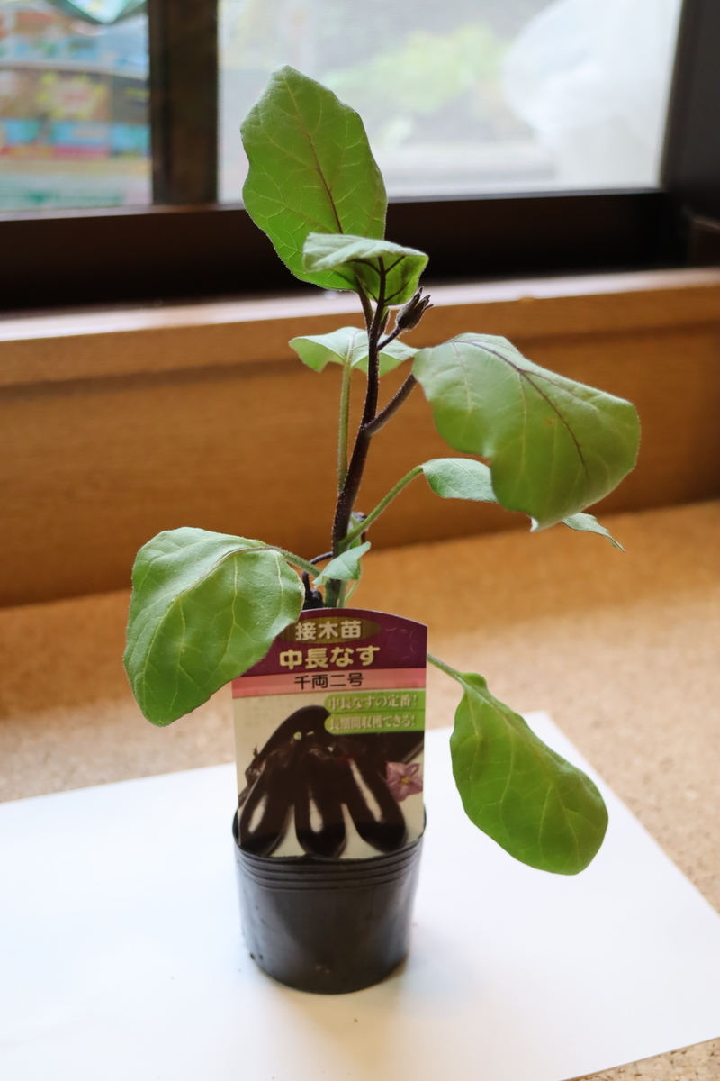 f:id:tomato_1:20210418004218j:plain