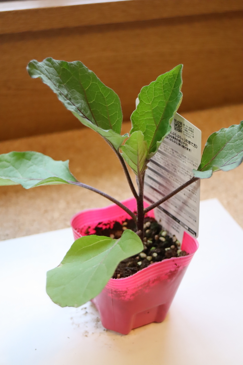 f:id:tomato_1:20210418004255j:plain