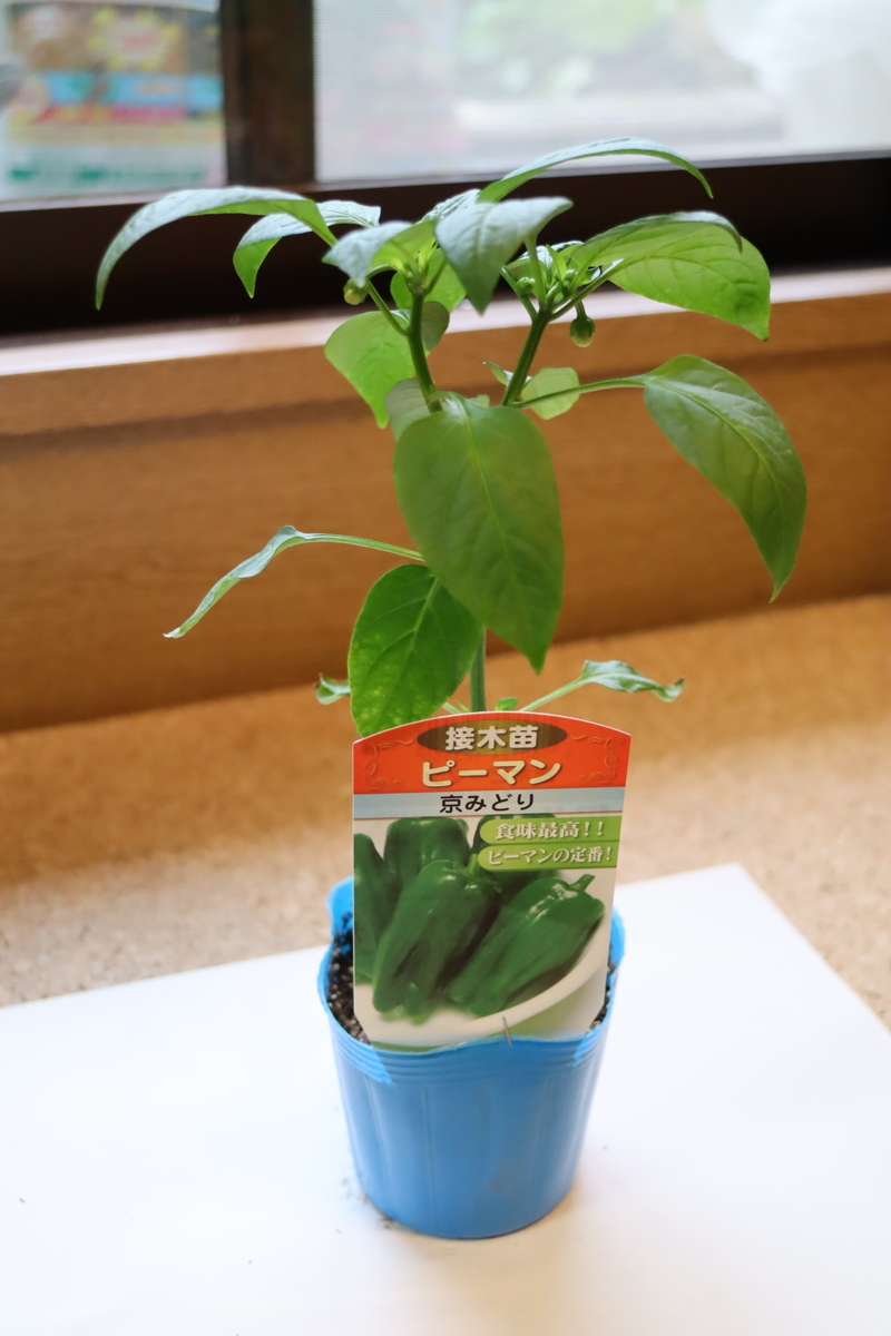 f:id:tomato_1:20210418004309j:plain
