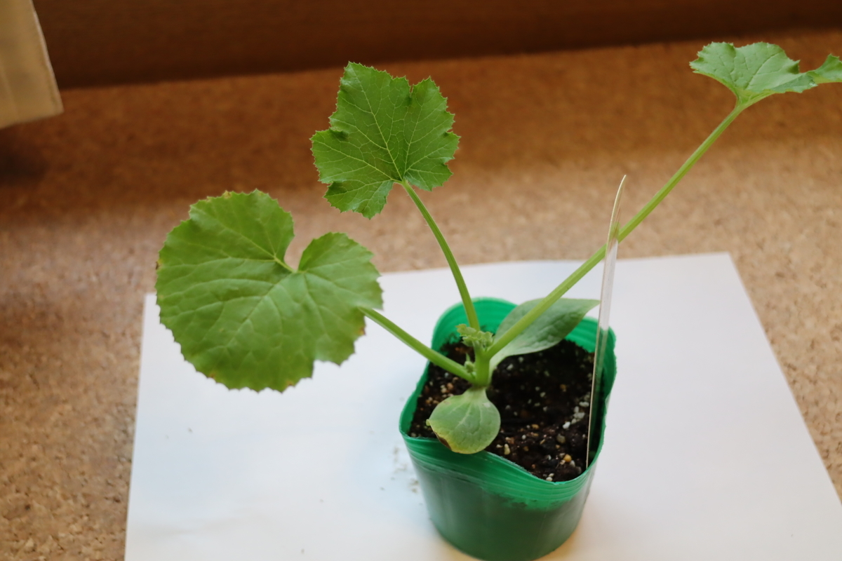 f:id:tomato_1:20210418004333j:plain