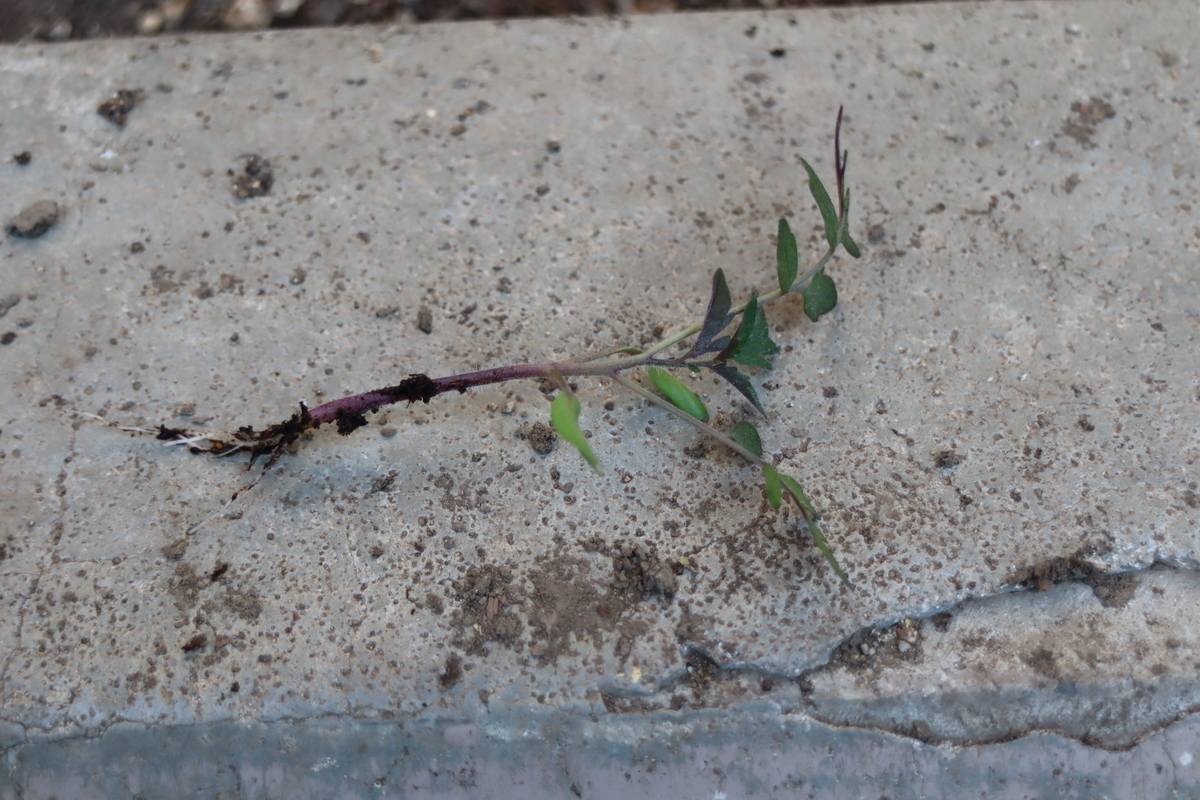 f:id:tomato_1:20210419222329j:plain