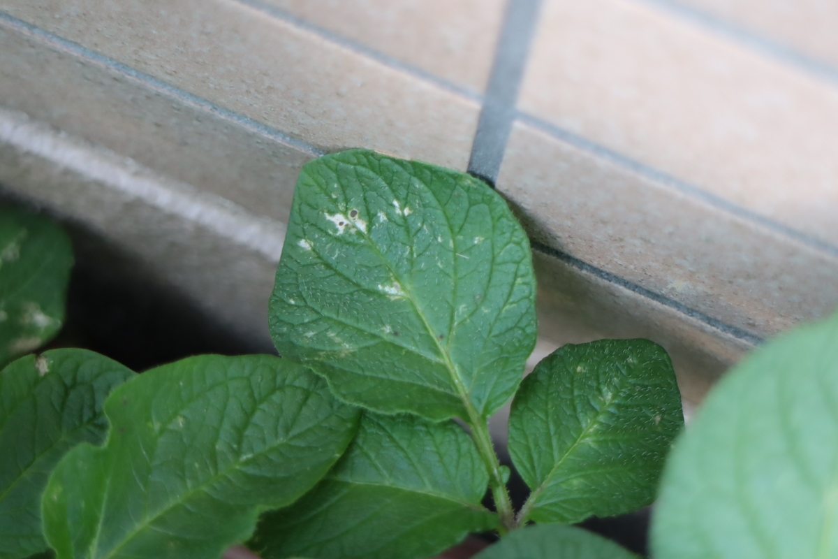 f:id:tomato_1:20210419231210j:plain