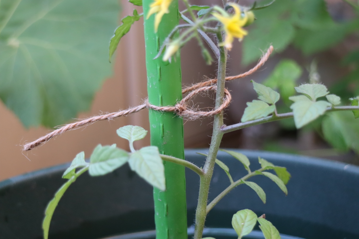 f:id:tomato_1:20210421235504j:plain