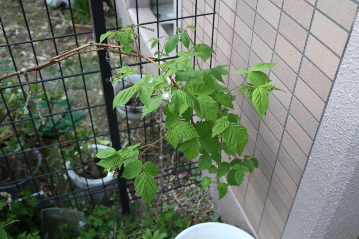 f:id:tomato_1:20210422195830j:plain