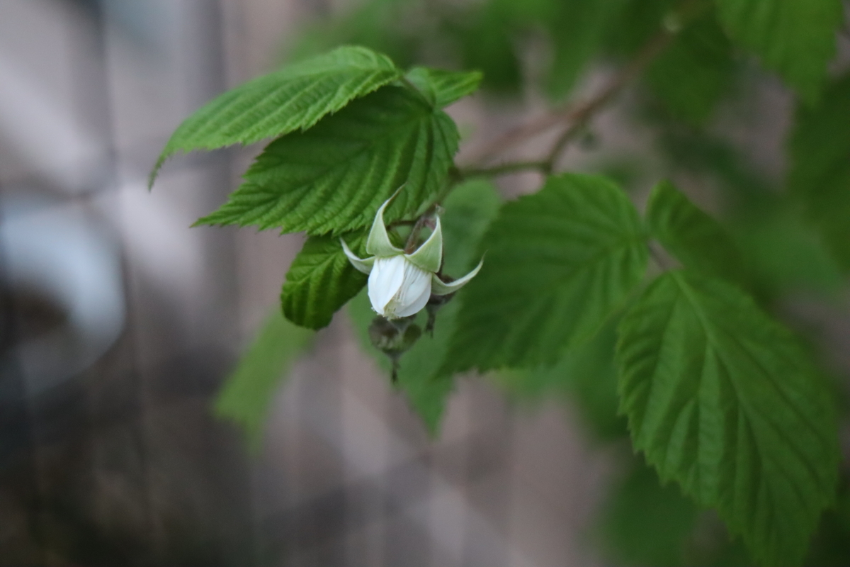 f:id:tomato_1:20210422195859j:plain