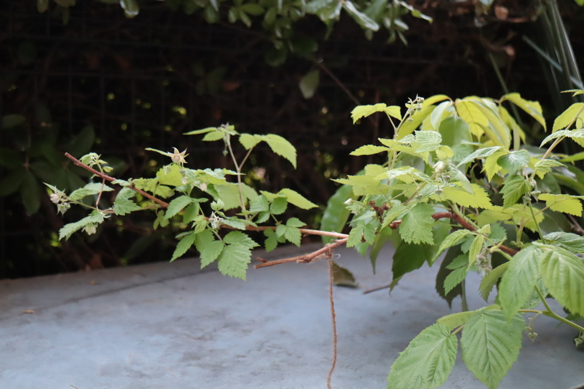 f:id:tomato_1:20210422200009j:plain