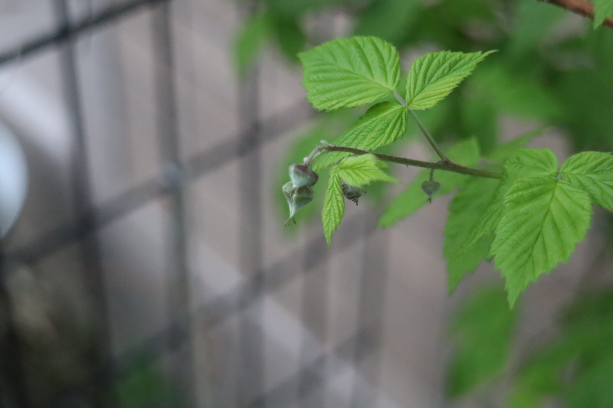 f:id:tomato_1:20210422200051j:plain