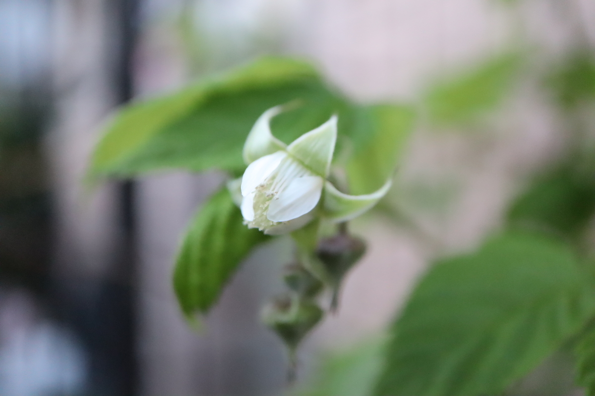 f:id:tomato_1:20210422200436j:plain