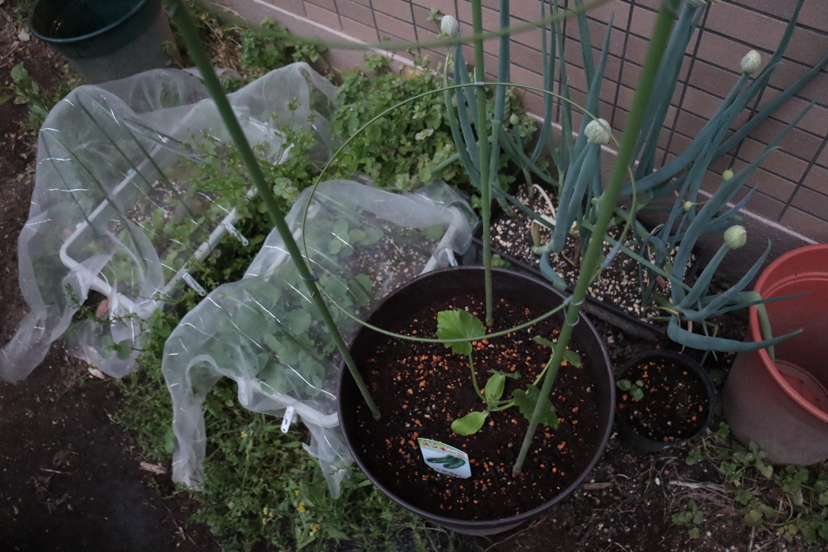 f:id:tomato_1:20210424034454j:plain