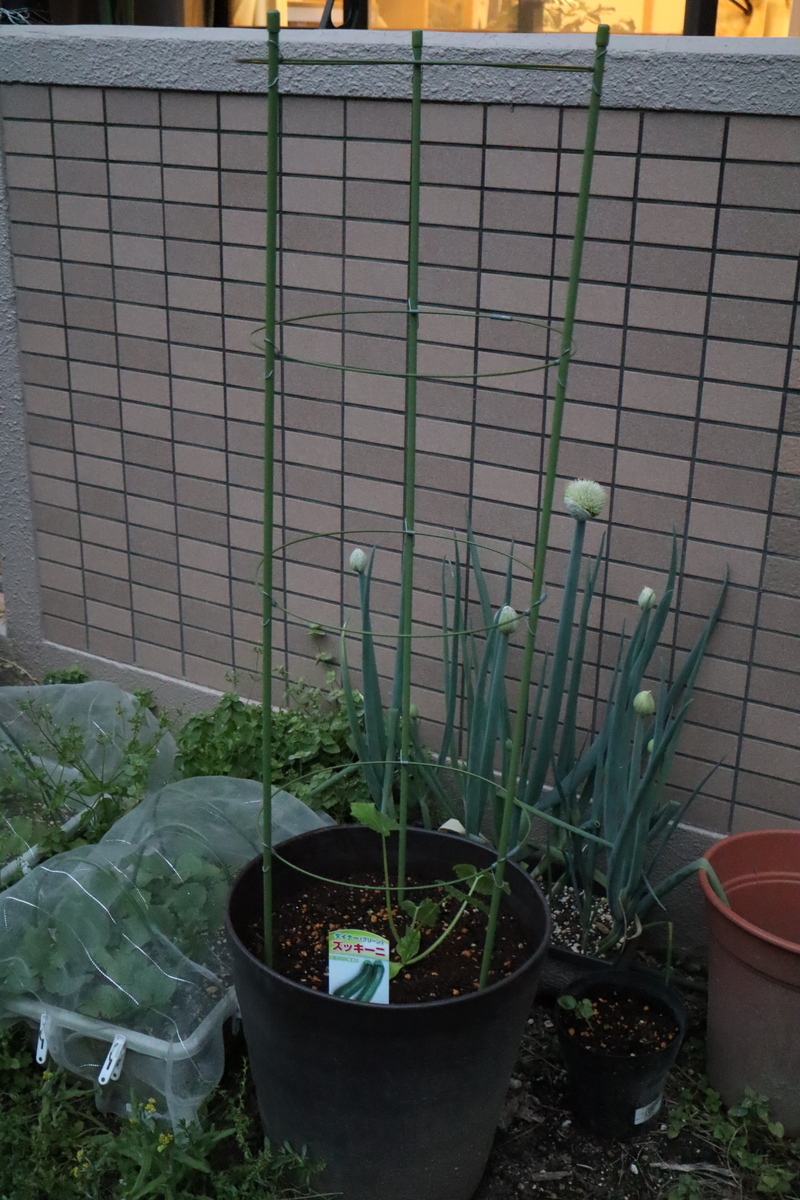 f:id:tomato_1:20210424034511j:plain
