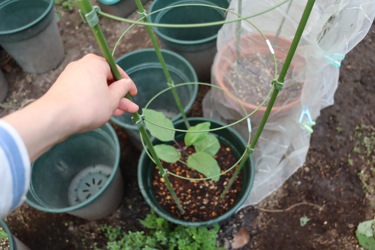 f:id:tomato_1:20210426033418j:plain