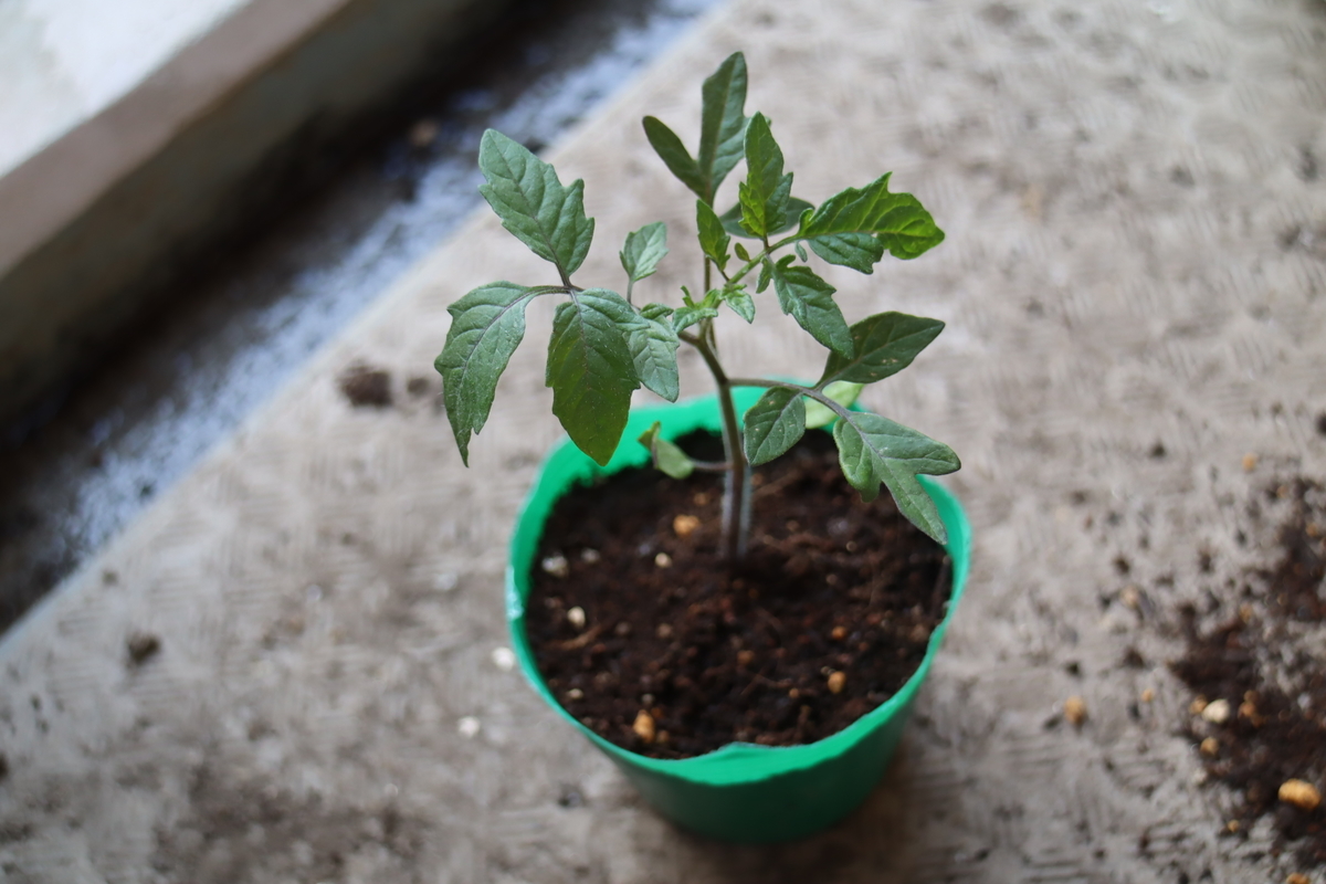 f:id:tomato_1:20210427041742j:plain
