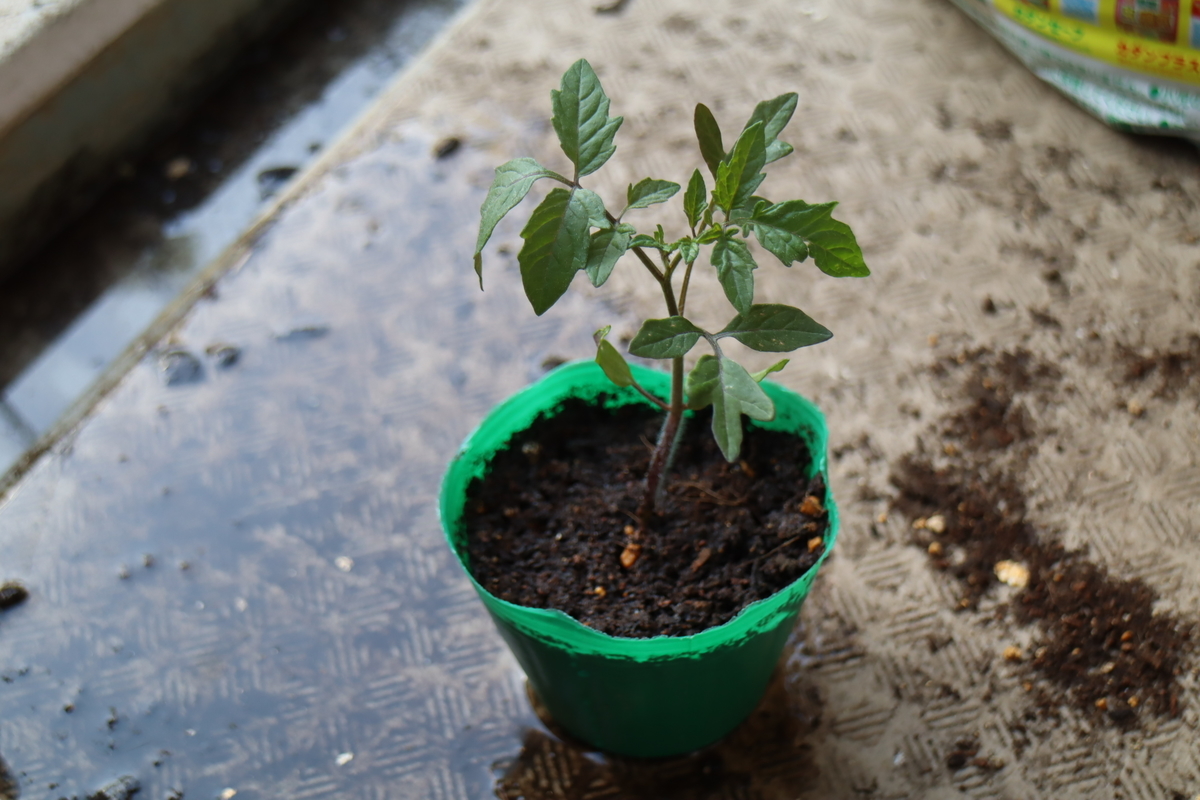 f:id:tomato_1:20210427041811j:plain