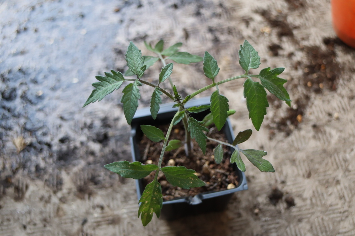 f:id:tomato_1:20210427042005j:plain