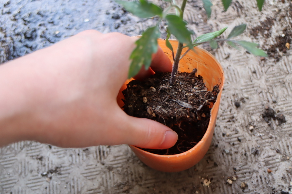 f:id:tomato_1:20210427042040j:plain